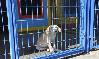 Kuşadası Belediyesinin orman yangınından kurtardığı can dostlar her geçen gün iyileşiyor