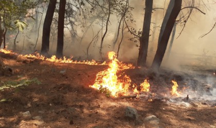 Kuyucakta orman yangını