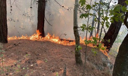 Kuyucaktaki orman yangını kontrol altına alındı