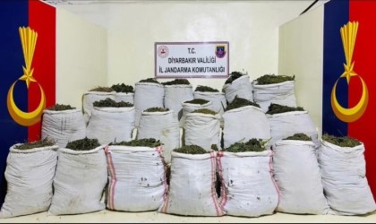 Licede 1 milyon 781 bin kök kenevir ve skunk bitkisi ele geçirildi