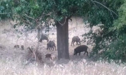 Malatyada domuz sürüleri görüntülendi