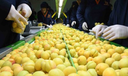 Malatyada kayısı fiyatlarında istikrar arayışı