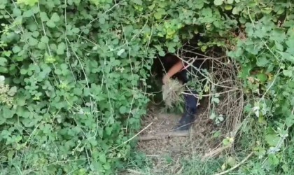 Manisada jandarmadan kenevir operasyonu