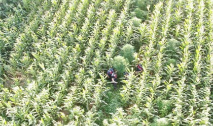 Mısır yerine esrar dikmiş