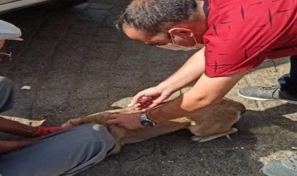 Nazillide sahipli kedi ve köpeklerin kayıt işlemleri sürüyor