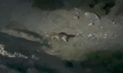 Nesli tükenme tehlikesi altında olan ‘Anadolu Vaşağı Eskişehirde görüldü