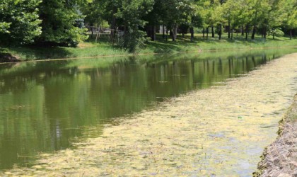 Porsuk Çayı yosun tuttu