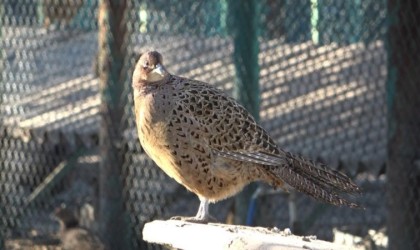 Samsundan Türkiyeye sülün