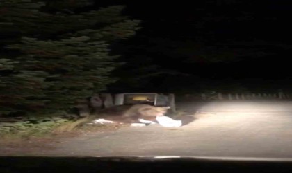 Uludağda aç kalan ayı yemek ararken görüntülendi