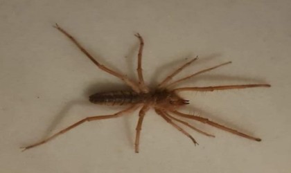 Uzmanlardan sarı kız örümceğini öldürmeyin uyarısı