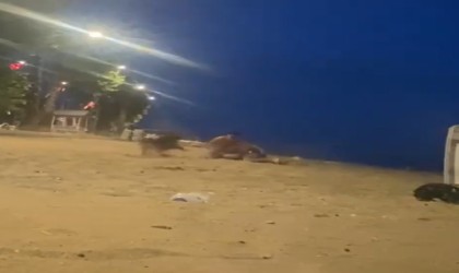 Yalovada sahilde güreş antrenmanı yapan genci köpek ısırdı
