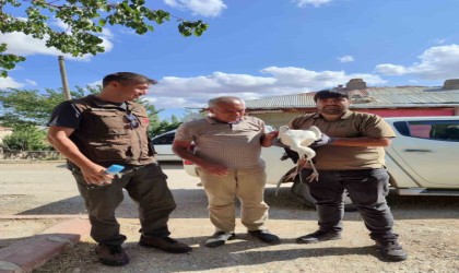 Yaralı bulunan kerkenez ve leylek tedavi altına alındı