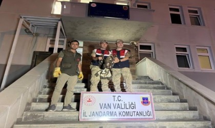 Yaralı halede bulunan Kaya Kartalı tedavi altına alındı