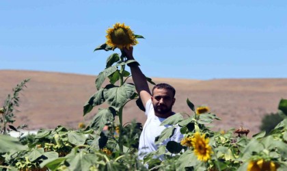 Ay çiçeği tarlalarında görsel şölen