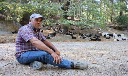 Aydında keçi sürüsü ve çoban azaldı, orman yangınları arttı