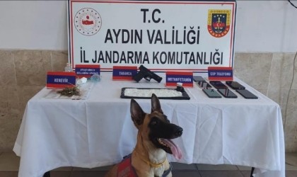 Aydında organize suç örgütü şüphelisi 294 kişi yakalandı