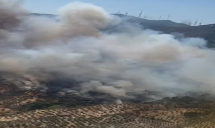 Aydında orman yangını