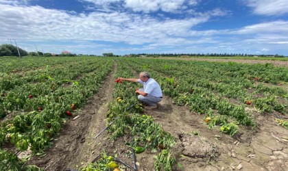 Bafra Ovasında ani sağanak kabusu: “Zararımız çok büyük
