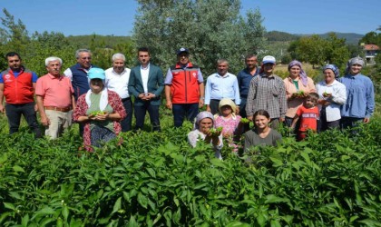 Bozdoğanda turşuluk kardolua biber çeşidinin ilk hasadı yapıldı