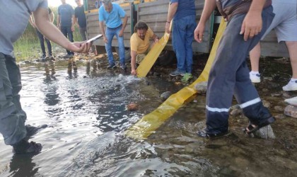 Bursada göl ve göletlere 3 milyon 350 bin yavru sazan bırakıldı