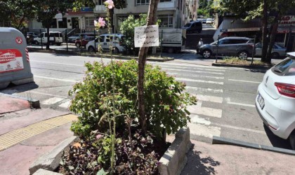 Çiçekleri evcil hayvanlardan korumak için ilginç yöntem