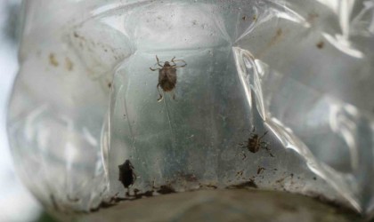 Çiftçinin baş belası kahverengi kokarca, nemi seviyor