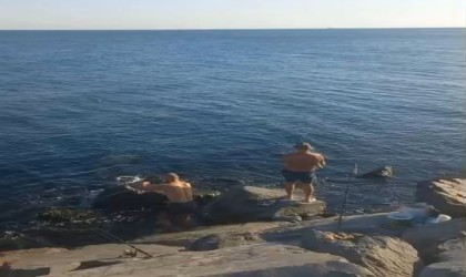 Denize yüzmeye giden vatandaşlar yunus balığını görünce şaşırdı