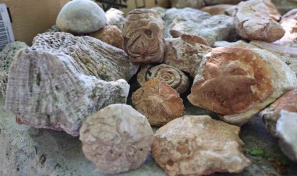 Diyarbakırda okul müdüründen açık hava müzesi: 350 milyon yıllık denizyıldızı fosillerini sergiliyor