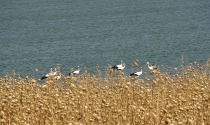 Diyarbakırda sıcaklık nedeniyle canlı türlerinde değişim bekleniyor, yaban böceklerinin davranışları değiştiği gözlemlendi