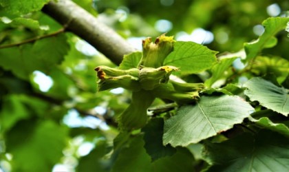 Fındık hasadında en iyi yöntem silkeleme ile yerden toplama