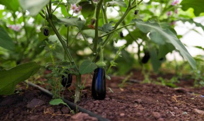 Gemlik Belediyesinin seraları halka ucuz sebze ve meyve yetiştiriyor