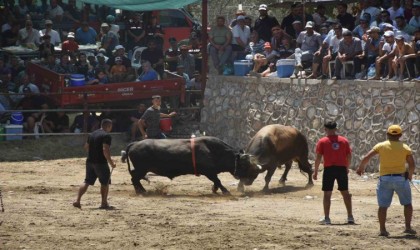 Germencikte boğalar SMAlı Linda bebek için güreşti