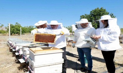 KAYÜde bal hasadı gerçekleştirildi