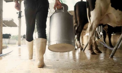 Kuyucakta çiğ süt desteklemesi icmalleri askıya çıkarıldı