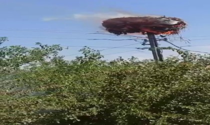 Leylek yuvası cayır cayır yandı