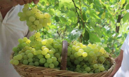Lezzetiyle meşhur üzümlerin hasadına başlandı