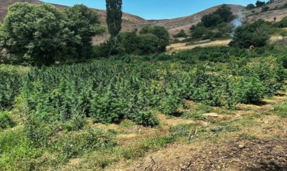 Licede 2 milyon 269 bin 200 kök kenevir ve skunk bitkisi imha edildi