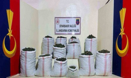 Licede 2 milyon 715 bin kök kenevir ve skunk bitkisi ele geçirildi