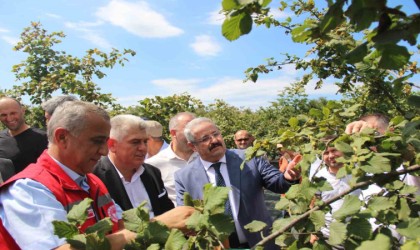 Samsunda fındık hasadı: 114 bin ton rekolte beklentisi