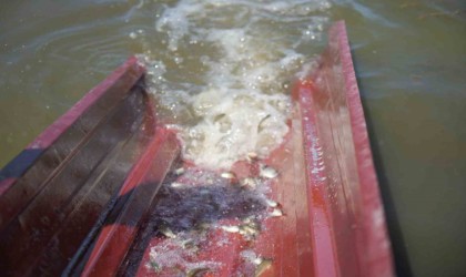 Samsunda su kaynaklarına 3 milyon 5 bin sazan yavrusu bırakıldı