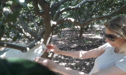 Sökede meyve sineği ile mücadele sürüyor