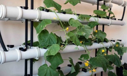 Talas Belediyesinde yine bir ilk; topraksız tarım