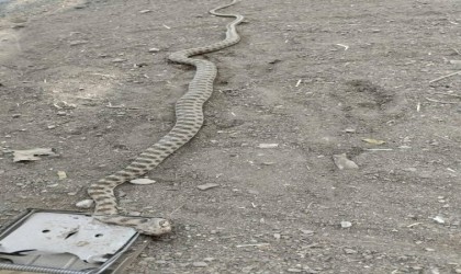 Tarla fareleri için kurulan tuzağa 2 metrelik yılan takıldı