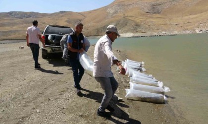 Vanda 400 bin yavru sazan göllere bırakıldı