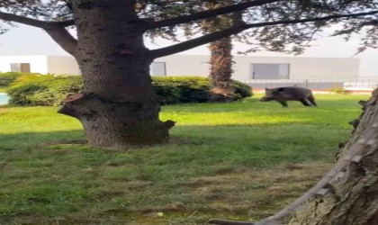 Villaya kaçak giren domuz havuza böyle düştü