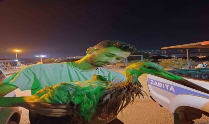 Yalovada denizde yorgun şekilde bulunan leylek bakıma alındı