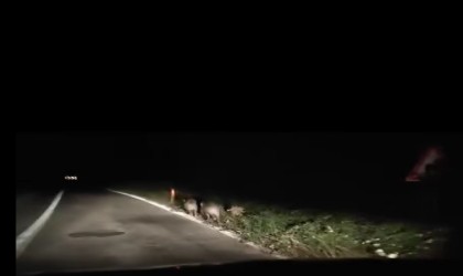 Yalovada domuzlar kara yoluna indi