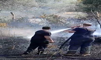 Yalovada zeytinlik alanda yangın