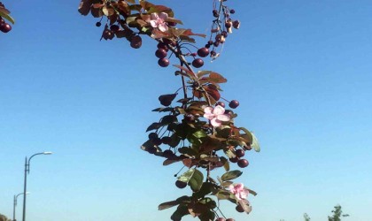 Ali Dağındaki süs elması, meyvesi üstündeyken çiçek açtı