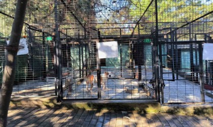 Ata saldıran köpek yakalandı